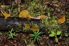 Heterotextus miltinus