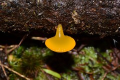 Heterotextus miltinus