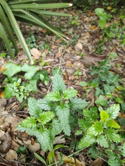 Teucrium flavum glaucum