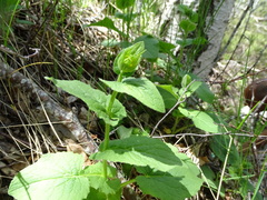 Doronicum pardalianches