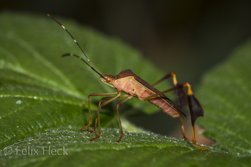 Anisoscelis (Anisoscelis) image