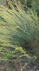 Anthyllis terniflora