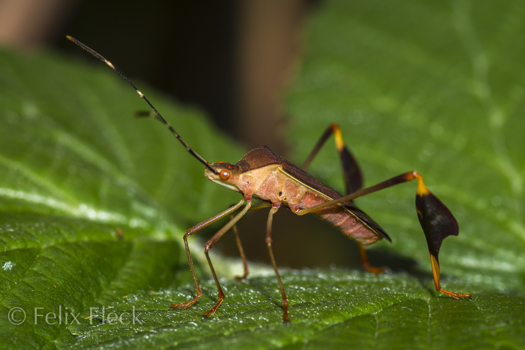 Anisoscelis image