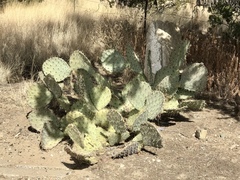 Opuntia engelmannii engelmannii