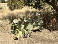 Opuntia engelmannii engelmannii