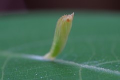 Eriophyes cerasicrumena