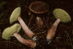Aureoboletus projectellus