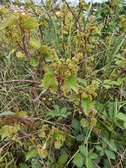 Vitis rupestris