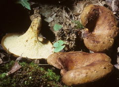 Boletinellus merulioides image