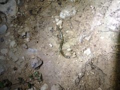 Arthrorhabdus pygmaeus