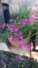Nerine filifolia