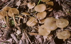 Kuehneromyces marginellus image