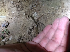 Arthrorhabdus pygmaeus