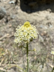 Toxicoscordion venenosum venenosum