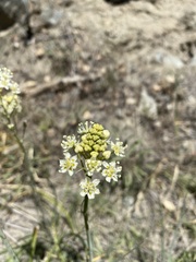 Toxicoscordion venenosum venenosum