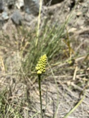 Toxicoscordion venenosum venenosum