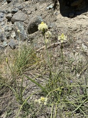 Toxicoscordion venenosum venenosum