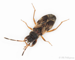 Scolopostethus thomsoni