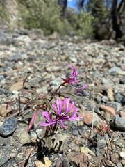 Clarkia concinna concinna
