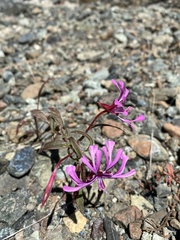 Clarkia concinna concinna
