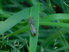 Ectobius erythronotus