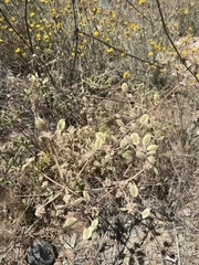 Lomatium dasycarpum dasycarpum