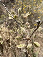 Lomatium dasycarpum dasycarpum