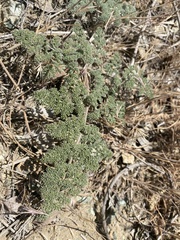 Lomatium dasycarpum dasycarpum