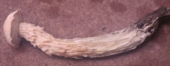 Austroboletus subflavidus image