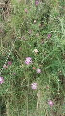 Centaurea aspera stenophylla