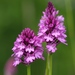 Anacamptis - Photo (c) Luca Boscain, some rights reserved (CC BY-NC), uploaded by Luca Boscain