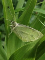 Pieris rapae