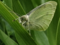 Pieris rapae