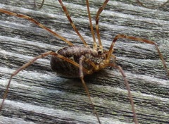 Phalangiinae