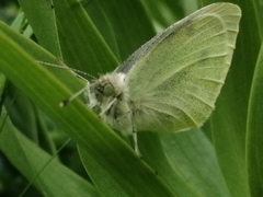 Pieris rapae
