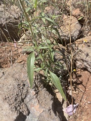Helianthus bolanderi