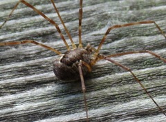 Phalangiinae