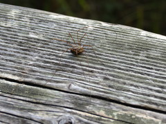 Phalangiinae