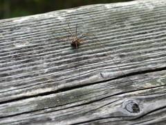 Phalangiinae