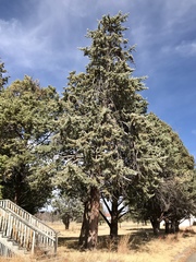 Cupressus glabra