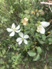 Thalictrum tuberosum