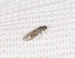 Philotarsidae