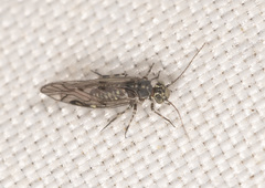 Philotarsidae