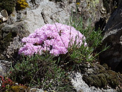 Armeria caespitosa
