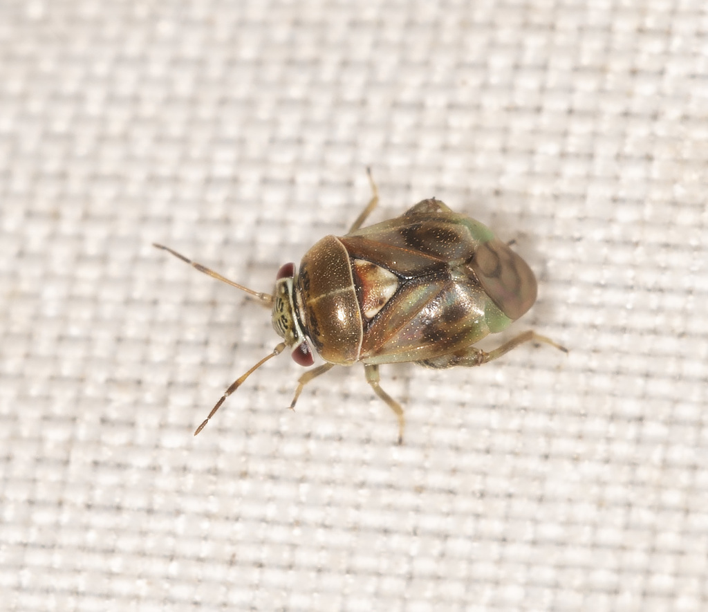 Coridromius