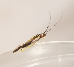 Aphyopsocus prolixus