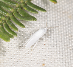 Coniopteryx