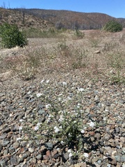 Cryptantha intermedia intermedia