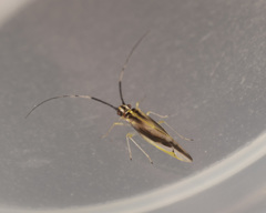 Aphyopsocus prolixus