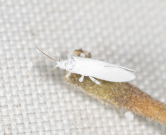 Coniopteryx